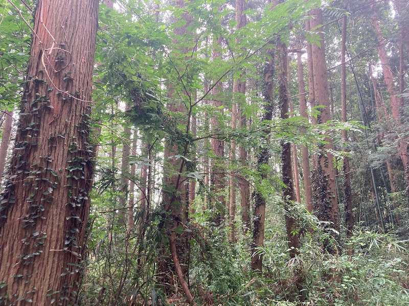 前面道路から見た対象地