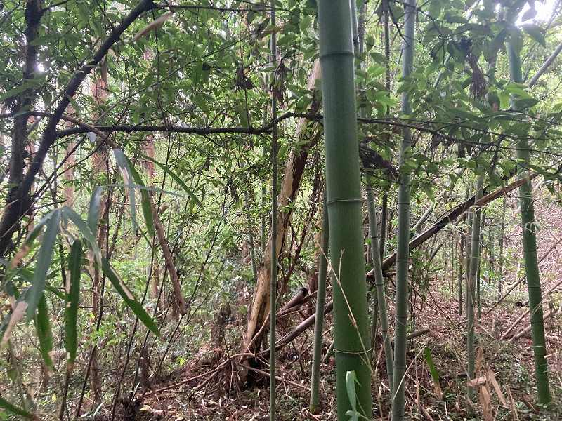 南側隣地との境界付近