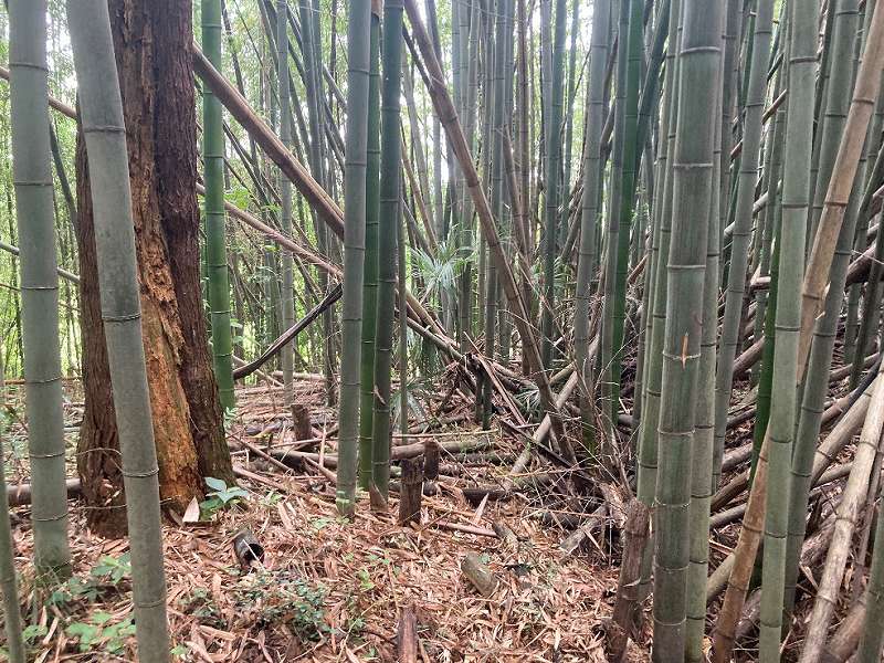 東側隣地との境界付近