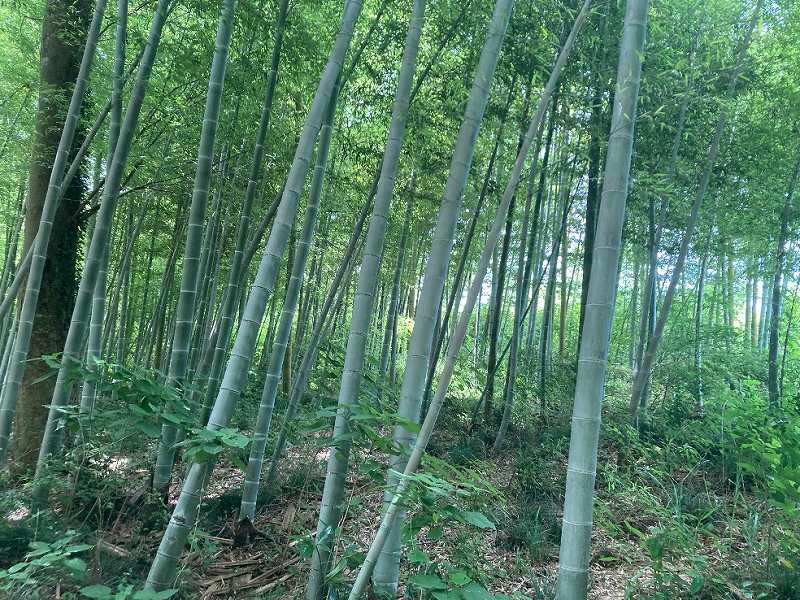 対象地内の様子2