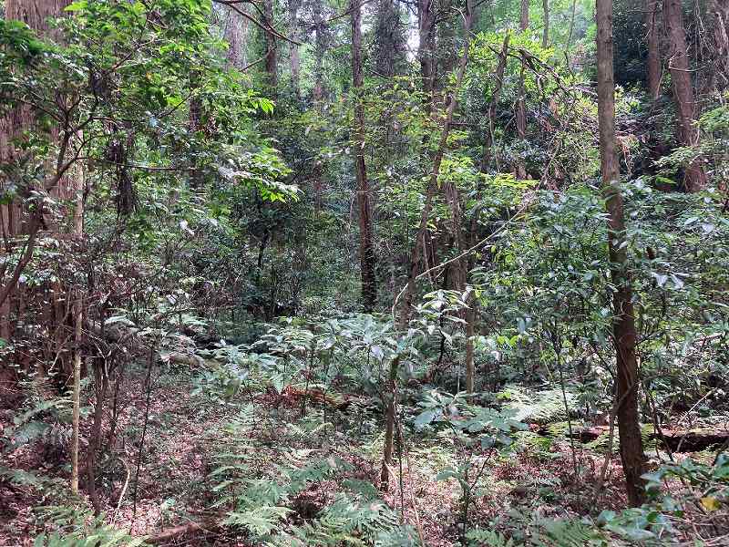 緩斜面地