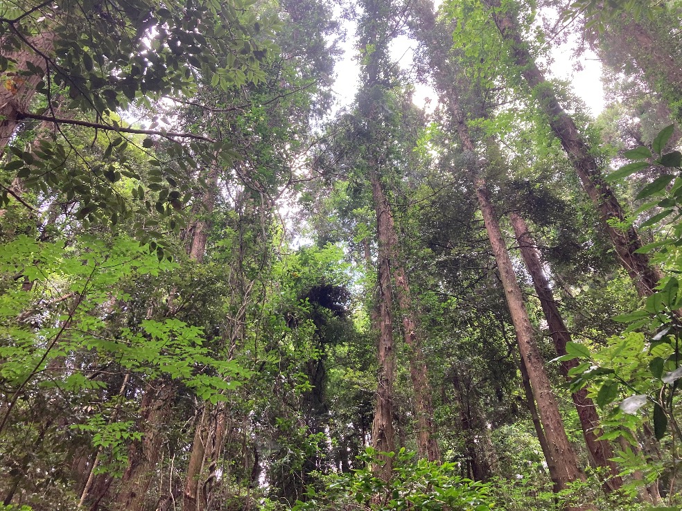 茨城県稲敷市高田