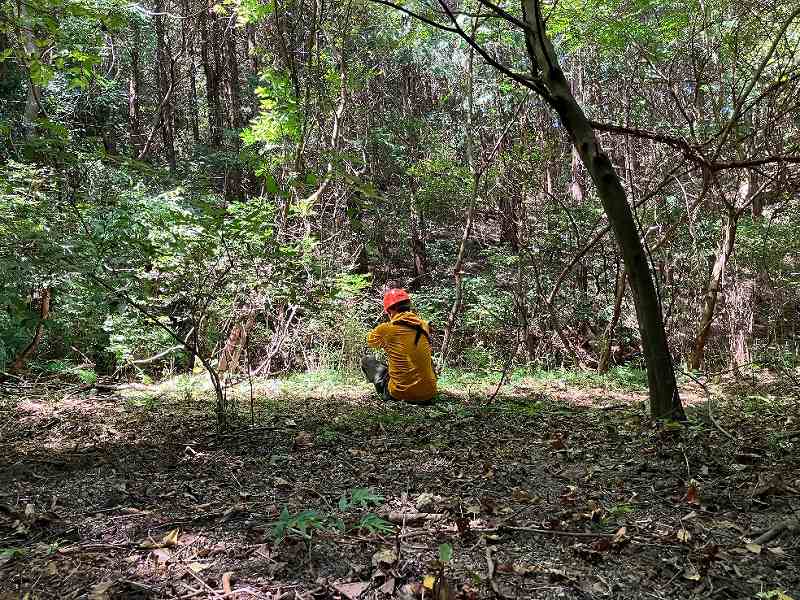 林内平坦地の様子