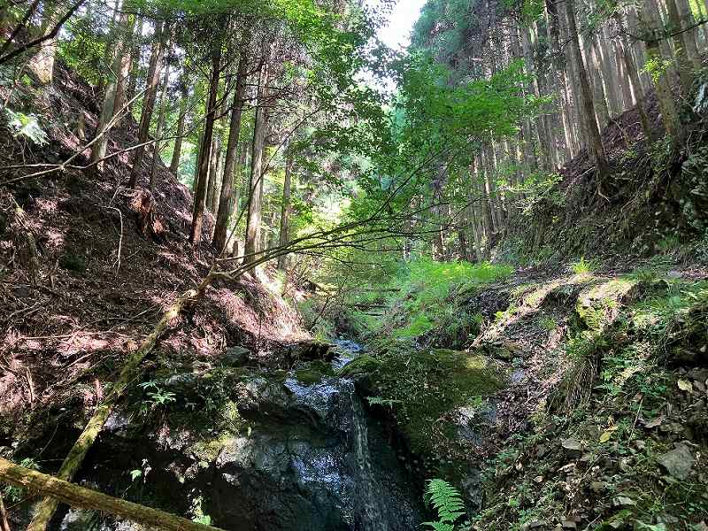 林内を流れる沢