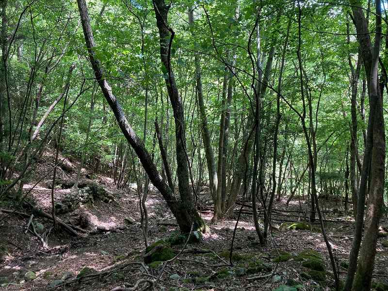 林内の様子
