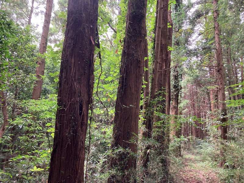 林内の様子※対象左側