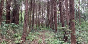 千葉県山武郡芝山町山中