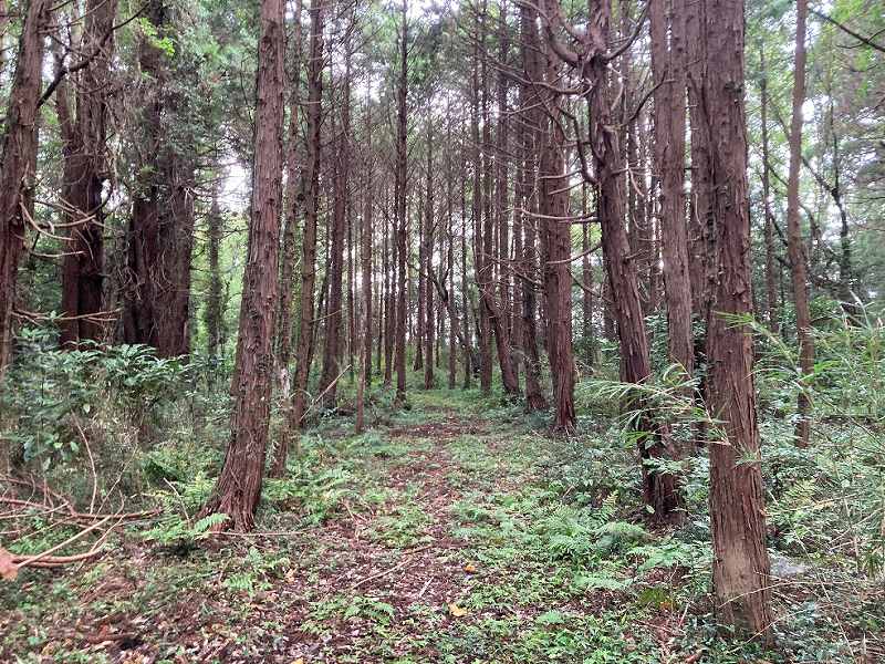 千葉県山武郡芝山町山中