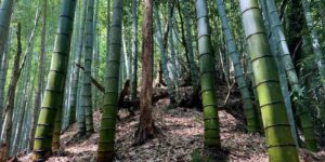 京都市西京区山田