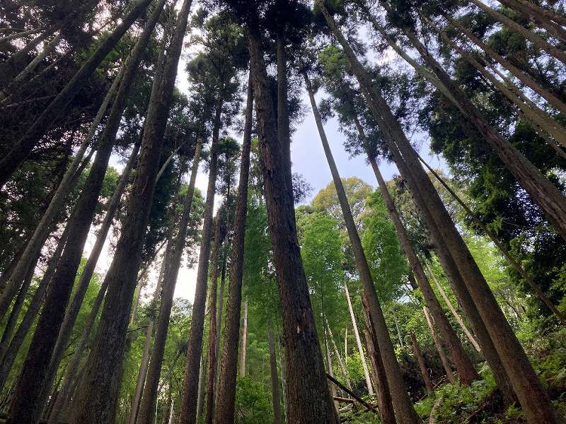 植林・スギ