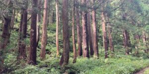 岐阜県郡上市白鳥