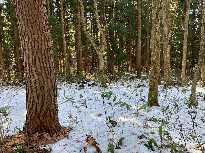 天然林：アカマツ