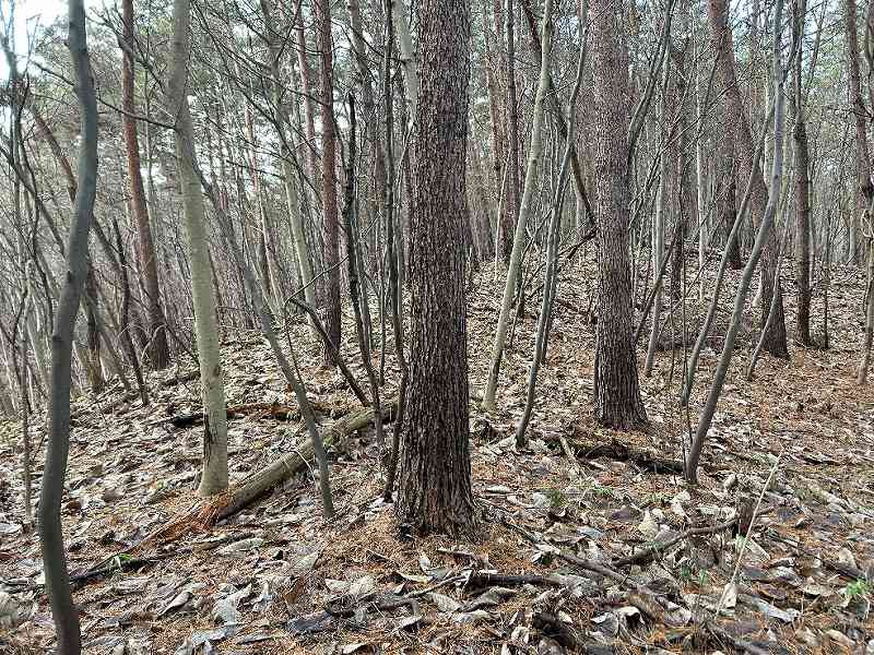 林内の様子①